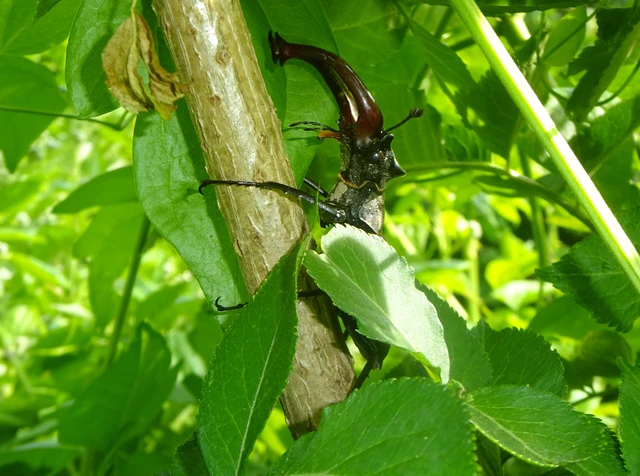 Lucanus cervus - nagy szarvasbogár