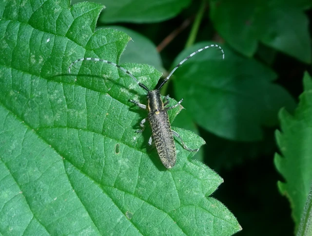 Agapanthia villosoviridescens - fehérgyűrűs bogáncscincér