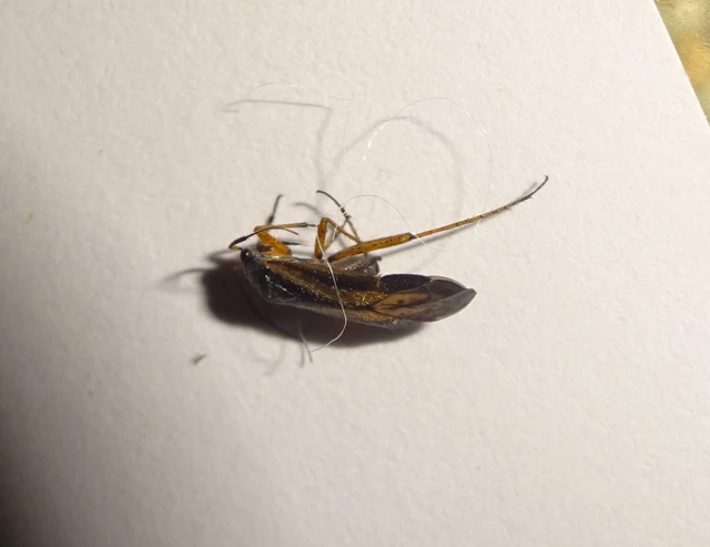 Orthocephalus vittipennis - hamvas ugrópoloska
