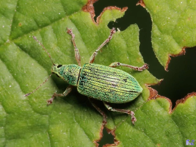 Polydrusus formosus - selymes lombormányos