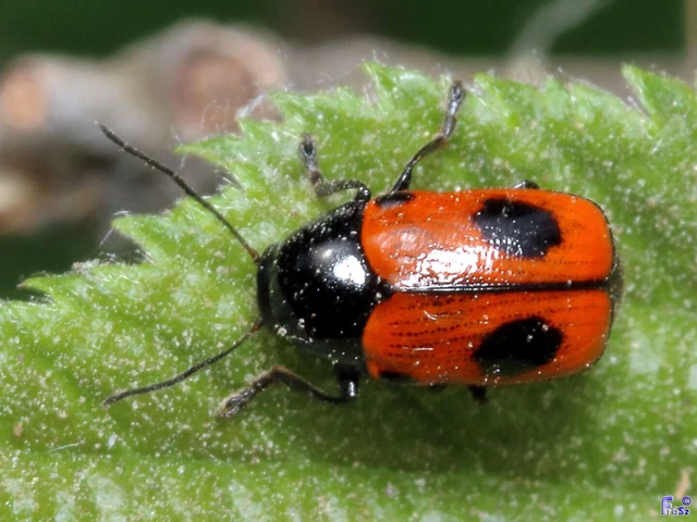 Cryptocephalus bipunctatus - kétpettyes zömökbogár