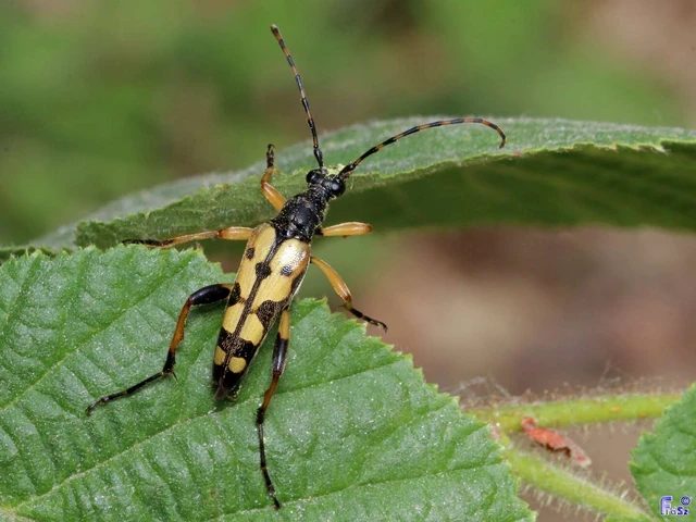 Rutpela maculata - tarkacsápú karcsúcincér