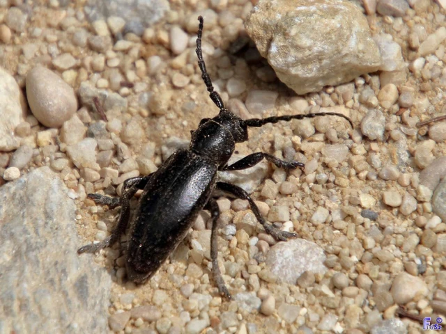 Dorcadion aethiops - fekete gyalogcincér Dorcadion aethiops - fekete gyalogcincér
