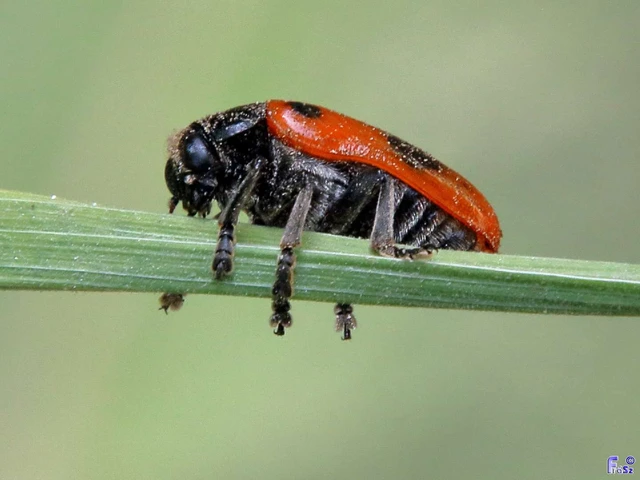 Clytra laeviuscula - fűzfa-zsákhordóbogár