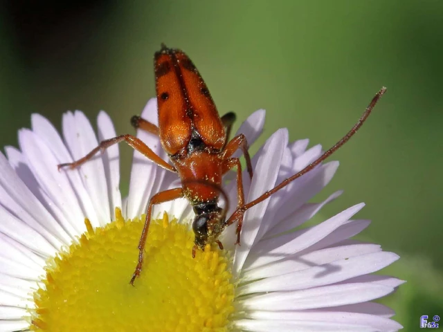 Stenurella septempunctata - hétpettyes karcsúcincér
