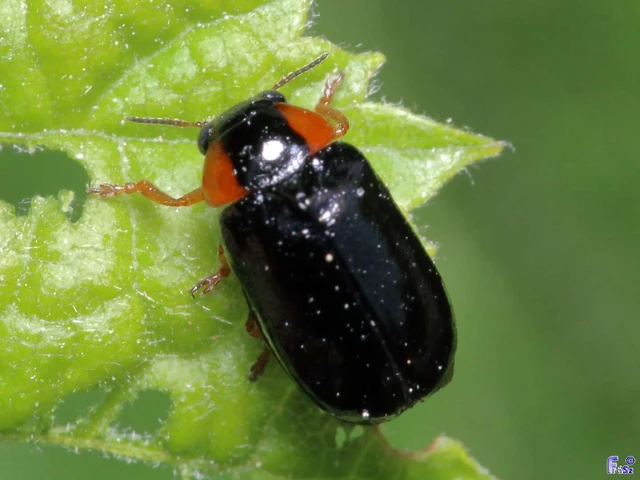 Smaragdina aurita - feketehátú zsáklevelész
