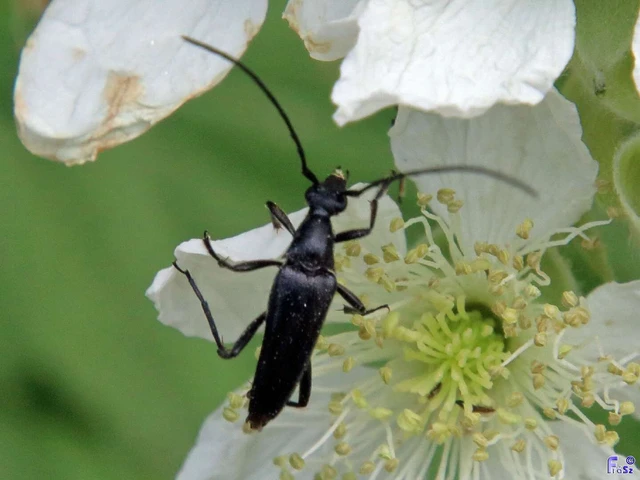 Stenurella nigra - fekete karcsúcincér