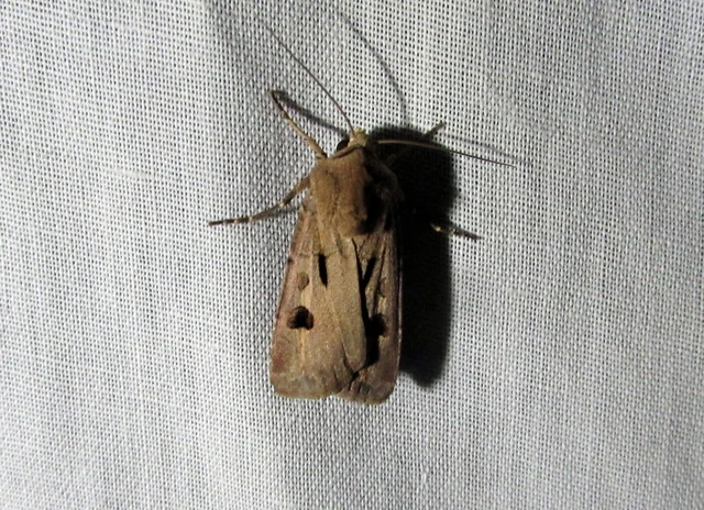 Agrotis exclamationis - felkiáltójeles földibagoly