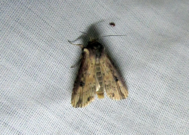 Axylia putris - vonalkás földibagoly