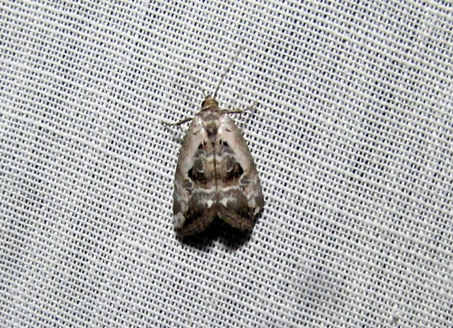 Hapalotis venustula - rózsaszínű mázasbagoly