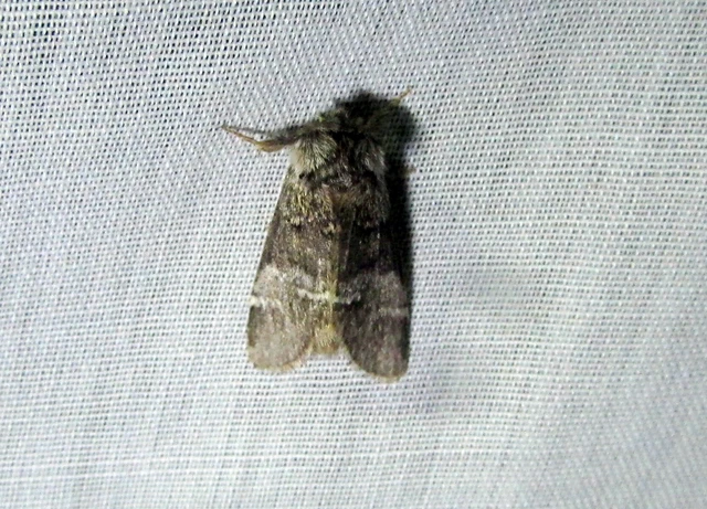 Drymonia dodonea - bélyeges púposszövő