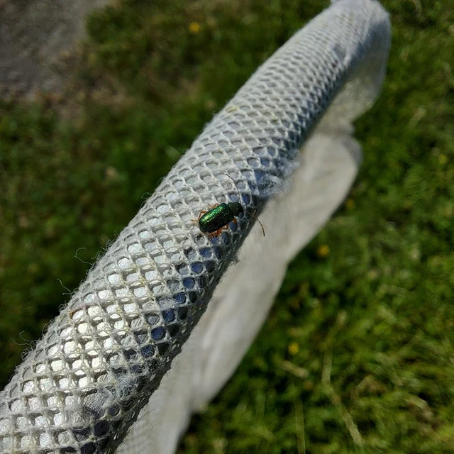 Floricola ulema - aranyos somlevelész