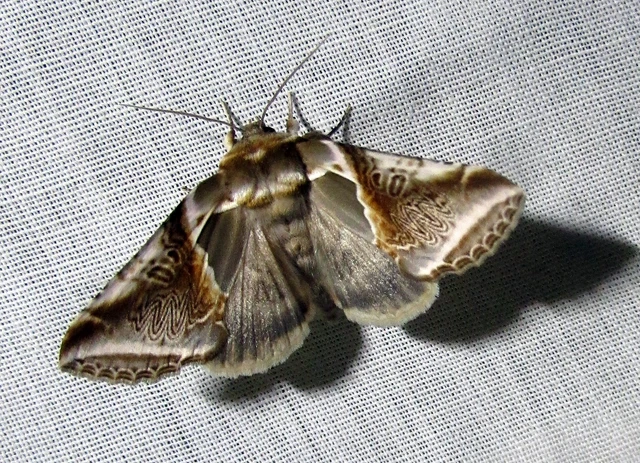 Habrosyne pyritoides - fehérsávos pihésszövő