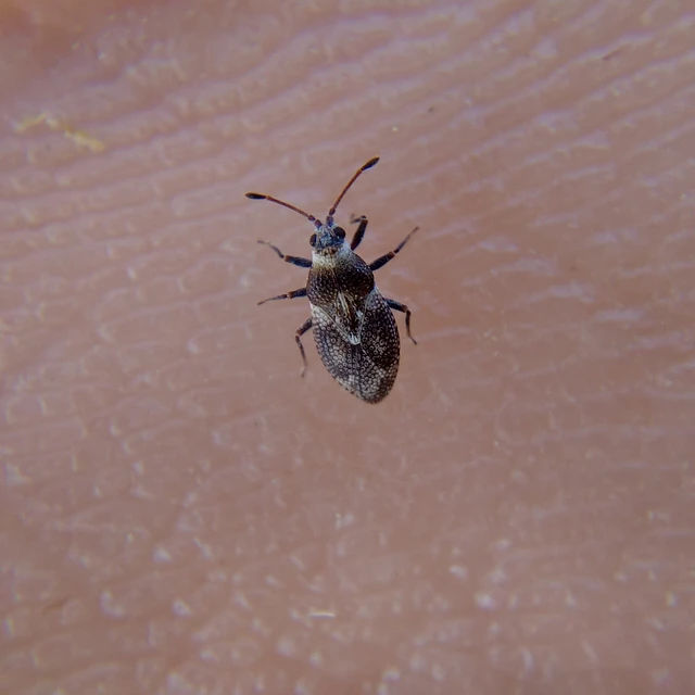 Oncochila scapularis - csuklyás csipkéspoloska Oncochila scapularis - csuklyás csipkéspoloska