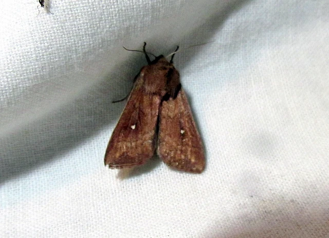 Mythimna albipuncta - fehérpettyes rétibagoly