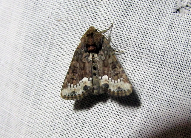 Oligia strigilis - kormos dudvabagoly
