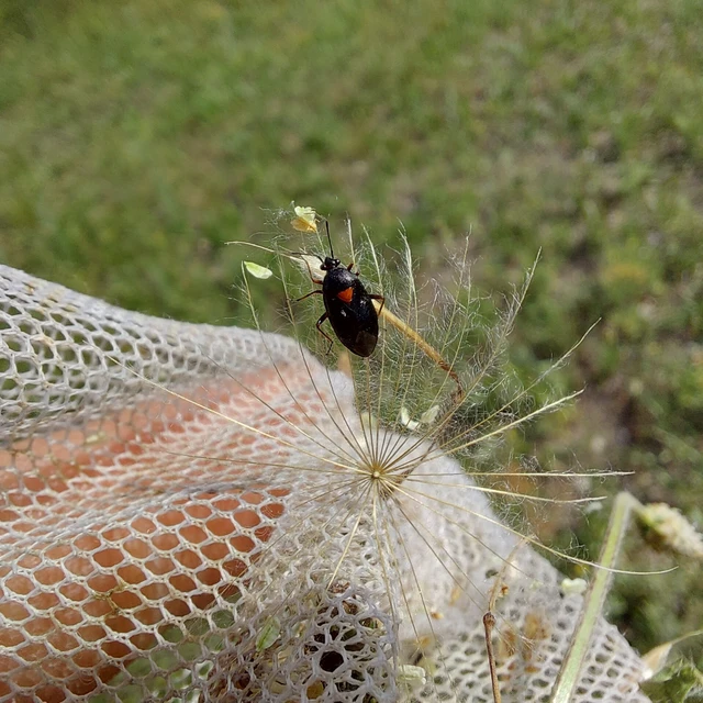 Deraeocoris