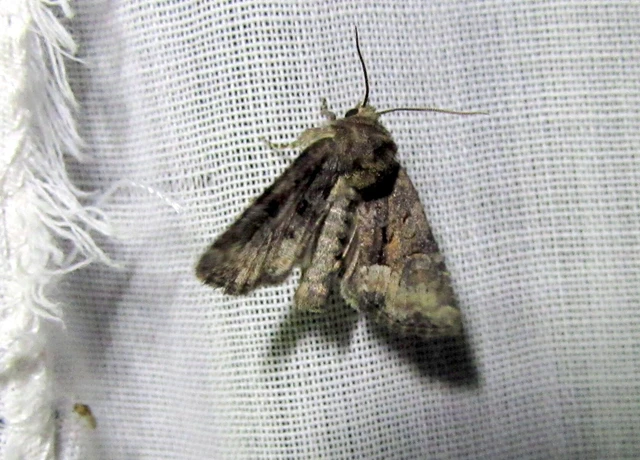 Oligia strigilis/latruncula/versicolor