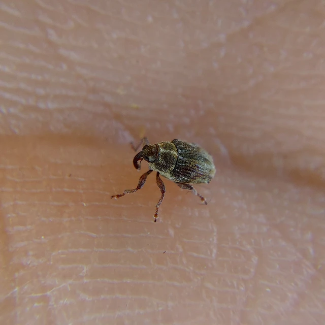 Trichosirocalus Trichosirocalus