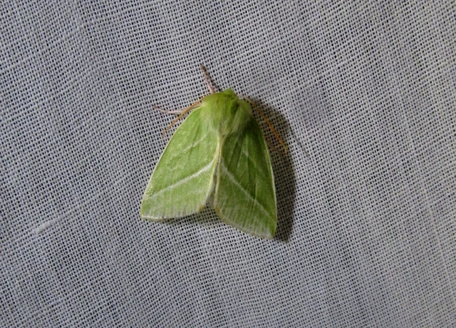 Pseudoips prasinana - bükkfa-zöldbagoly