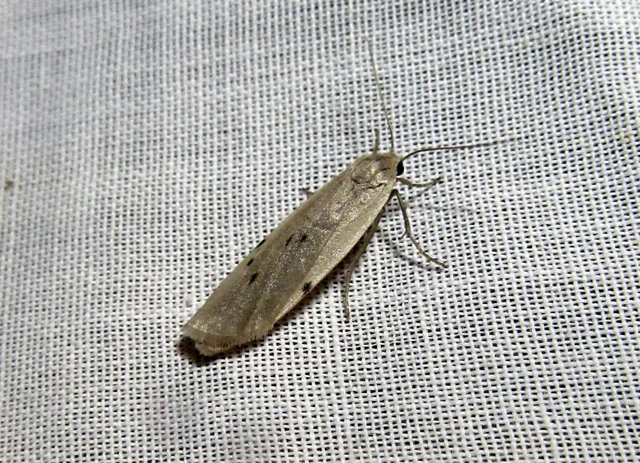 Pelosia muscerda - hamvas zuzmószövő