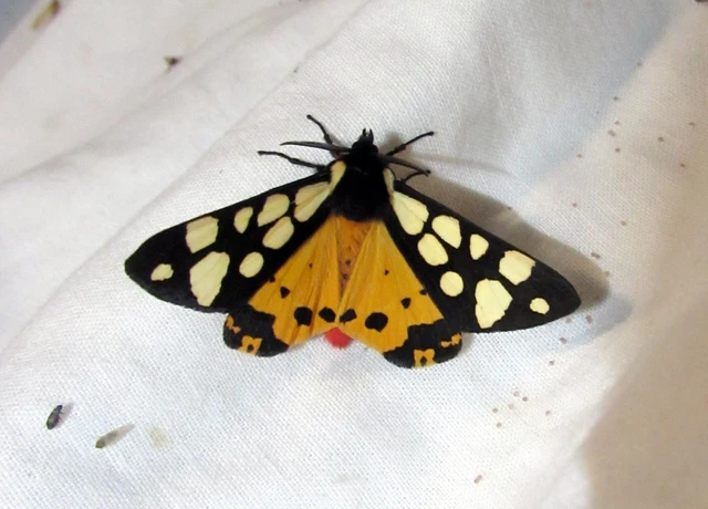 Arctia villica - fekete medvelepke