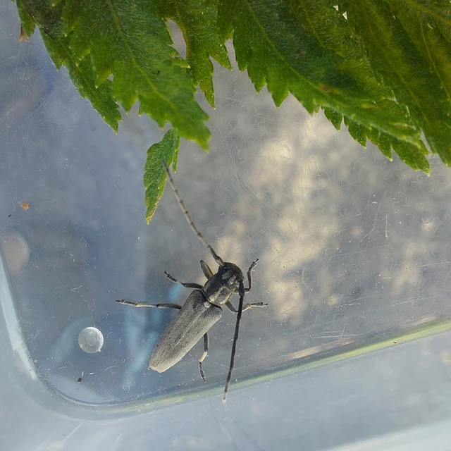 Phytoecia nigricornis - ürömcincér