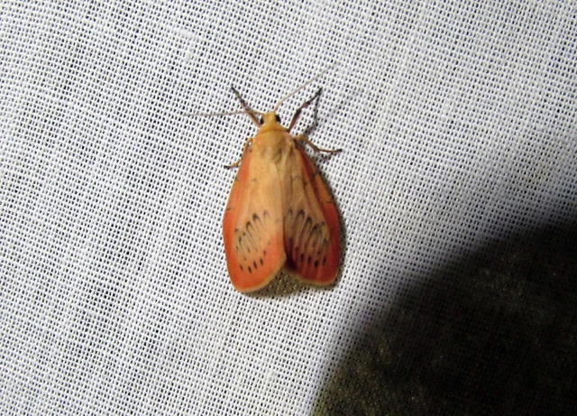 Miltochrista miniata - piros medvelepke