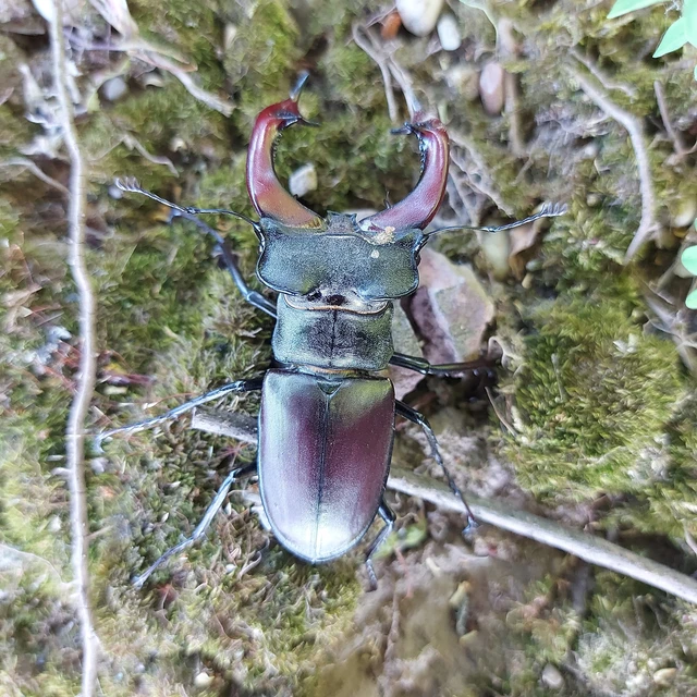 Lucanus cervus - nagy szarvasbogár