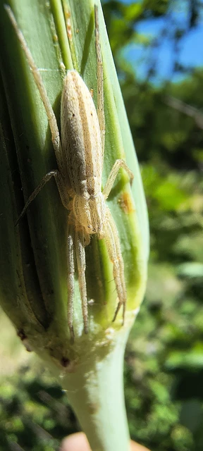 Tibellus