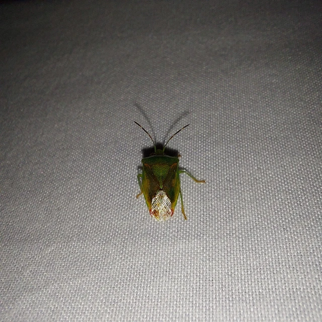 Elasmostethus Elasmostethus