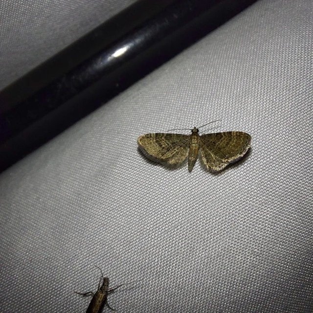 Eupithecia haworthiata - rozsdástestű törpearaszoló