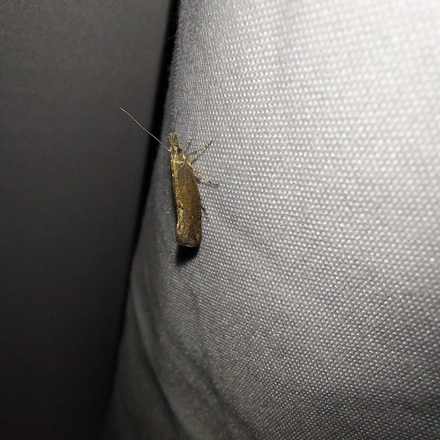 Ypsolopha chazariella - juharfonó tarkamoly