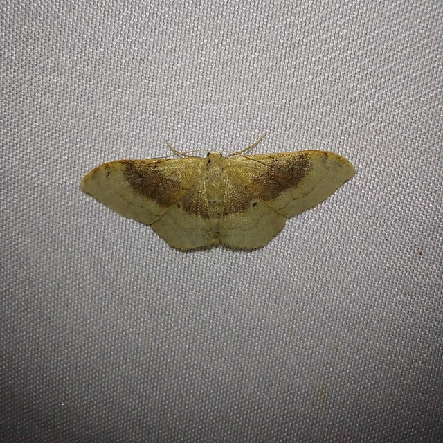 Idaea degeneraria - barnasávos araszoló