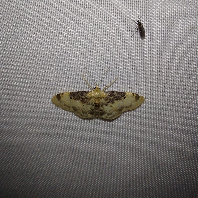 Idaea filicata - sötéttövű apróaraszoló
