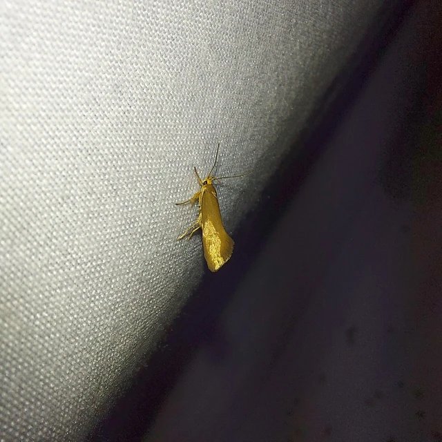 Crassa unitella - aranybarna díszmoly
