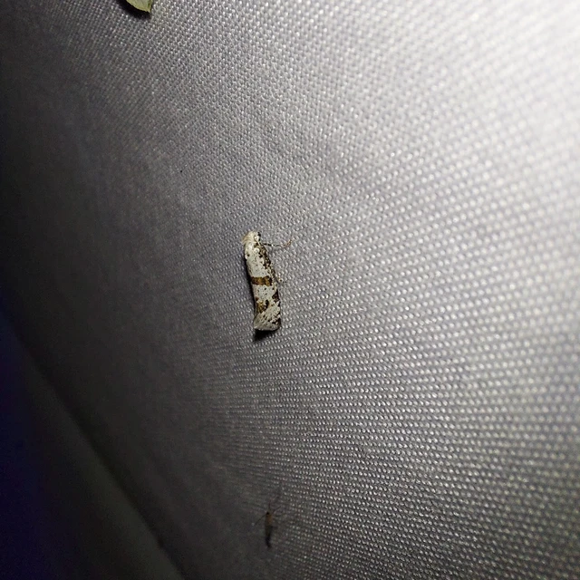 Scythropia crataegella - galagonya-pókhálósmoly