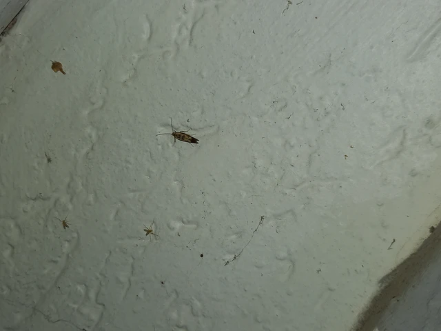 Scythris limbella - parajfonó zöldmoly