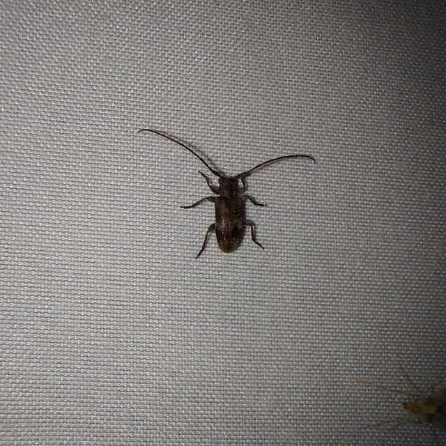 Exocentrus adspersus - tölgyfa-rőzsecincér