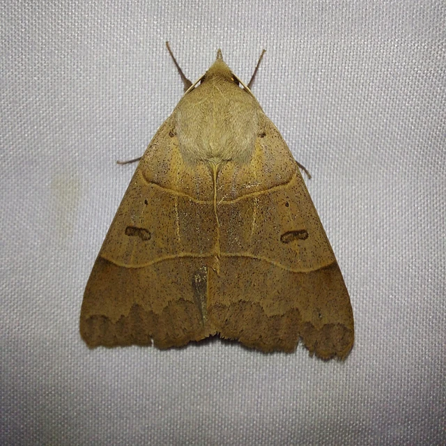 Minucia lunaris - nagy foltosbagoly