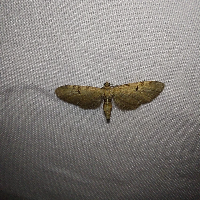 Eupithecia
