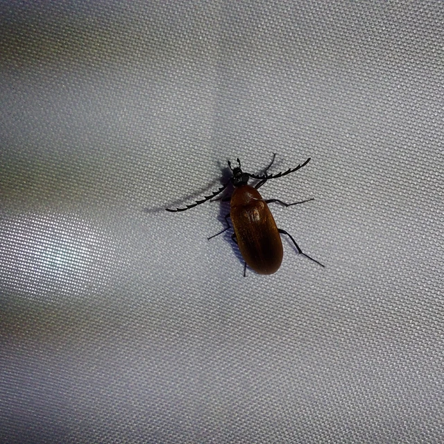 Pseudocistela ceramboides - narancssárga alkonybogár