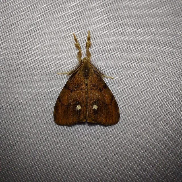 Orgyia antiqua - rozsdabarna kisszövő
