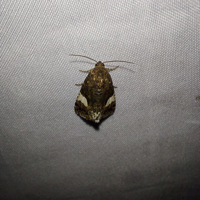 Tyta luctuosa - fekete nappalibagoly