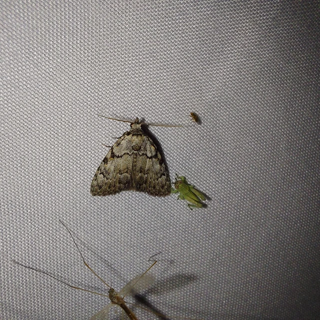 Meganola strigula - hamvas pamacsosszövő