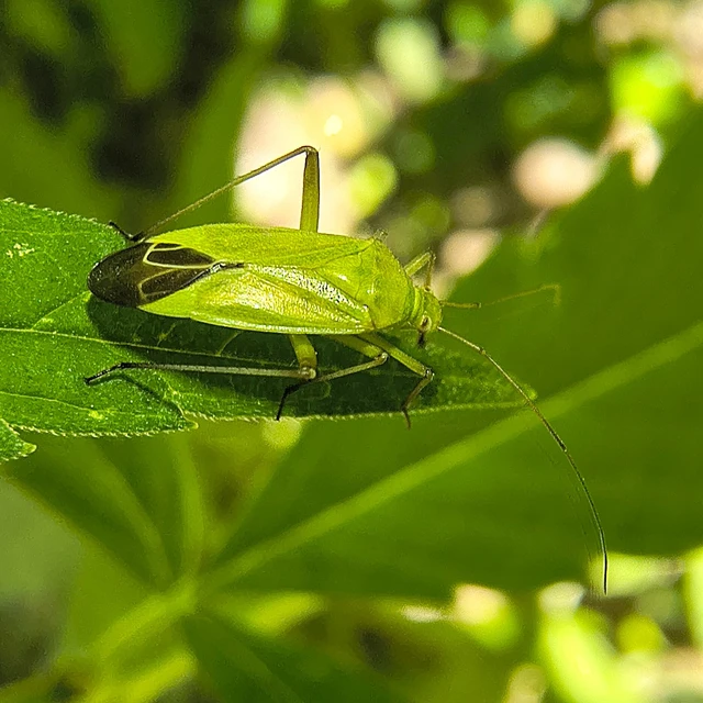 Calocoris