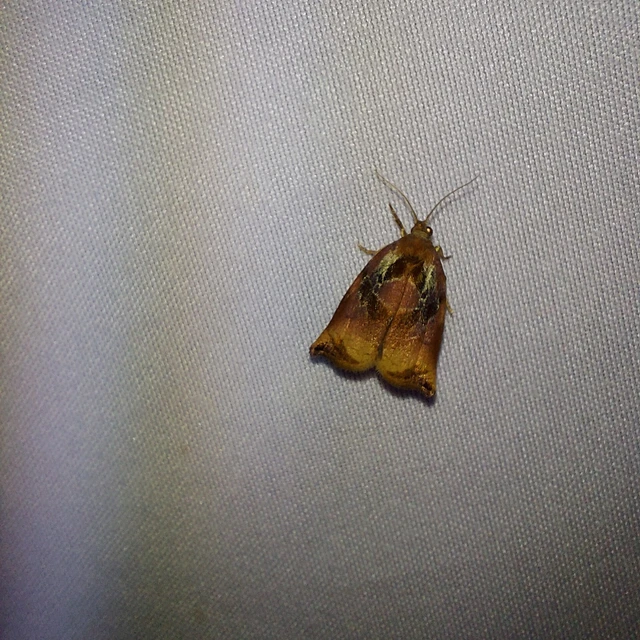 Archips podana - dudvarágó sodrómoly