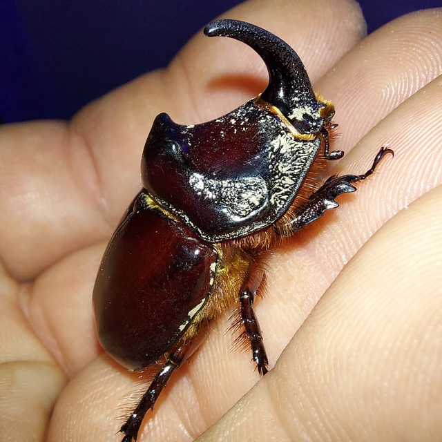 Oryctes nasicornis - orrszarvú bogár