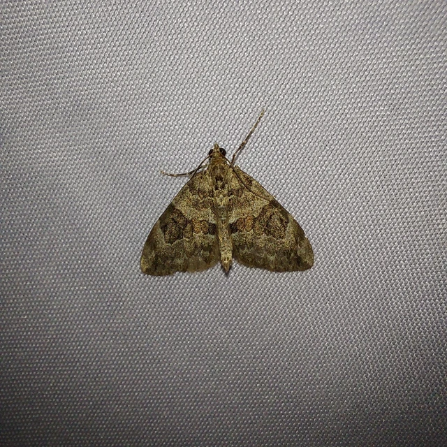 Thera variata/britannica