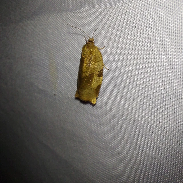 Choristoneura hebenstreitella - mogyoró-sodrómoly